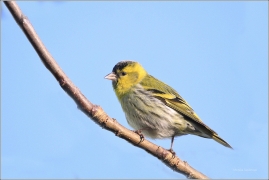 <p>ČÍŽEK LESNÍ (Carduelis spinus) /Eurasian siskin - Erlenzeisig/</p>
